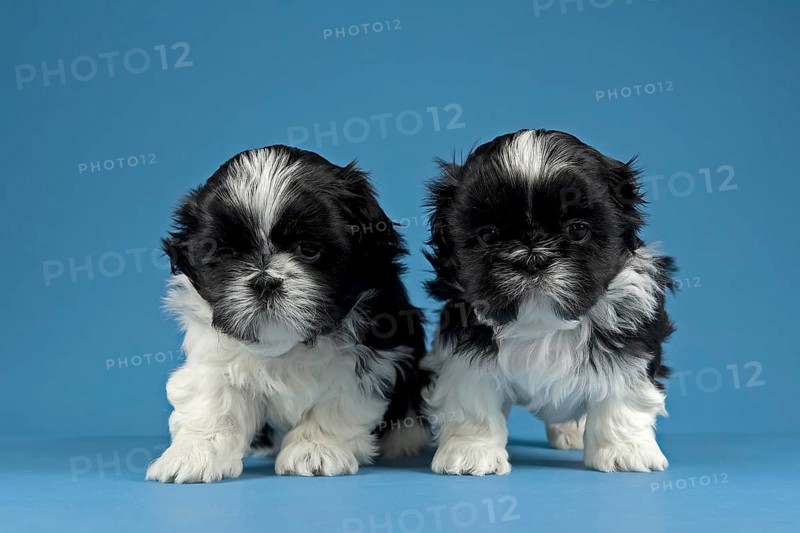 Two Shih Tzu puppies