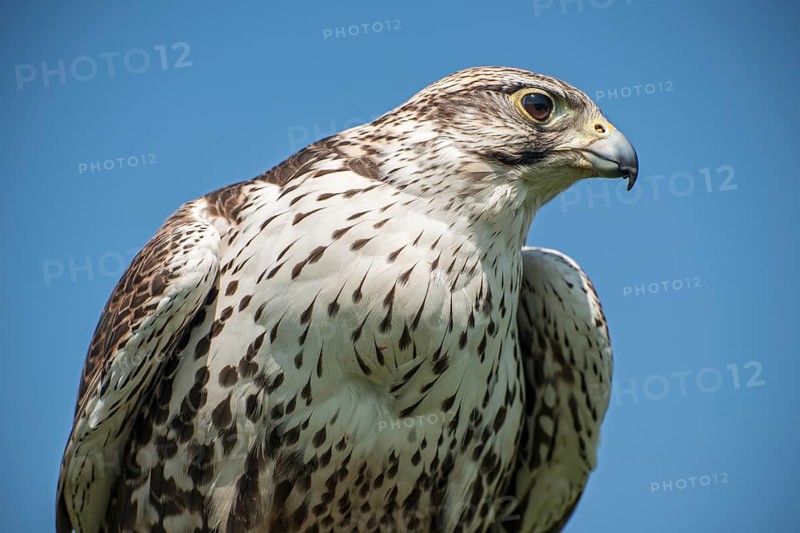 Saker Falcon (Falco cherrug)