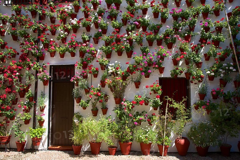 Flower-bedecked inner courtyard during the Fiesta de los Patios