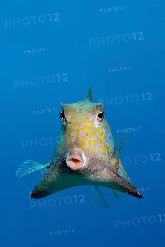 Humpback turretfish (Tetrosomus gibbosus)