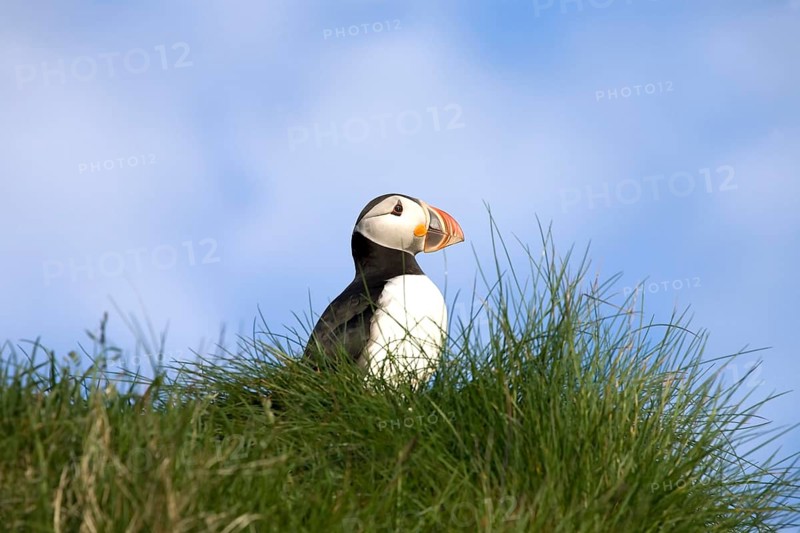 Puffin (Fratercula arctica)