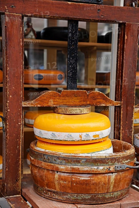Cheese wheel in a cheese press