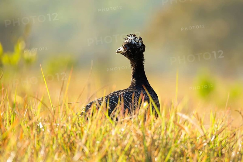 Bare-faced Curassow (Crax fasciolata)