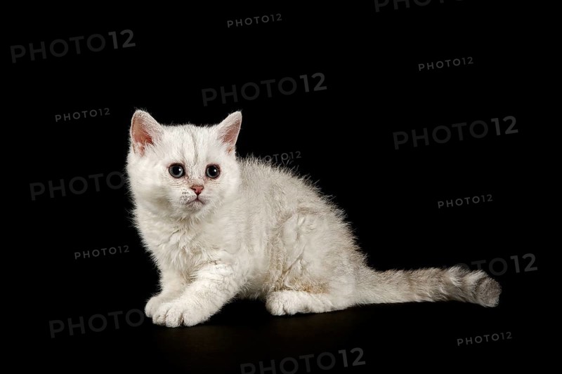 Selkirk Rex