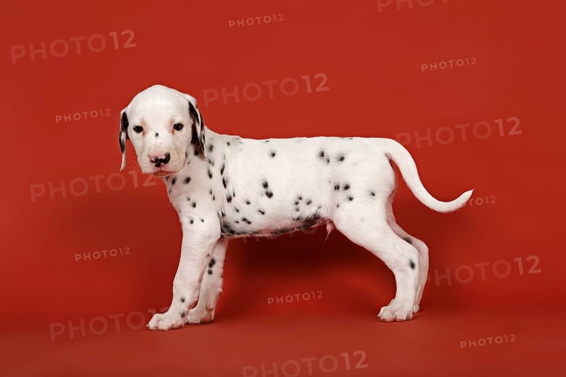Dalmatian