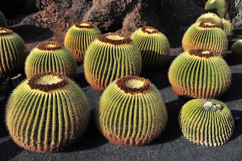 Giant Barrel Cactuses (Echinocactus platyacanthus) in the Jardin de Cactus