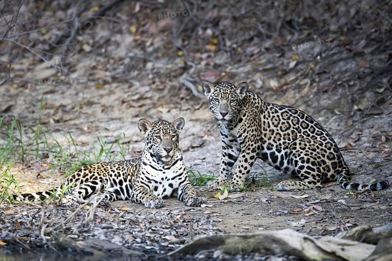 Jaguars (Panthera onca palustris)
