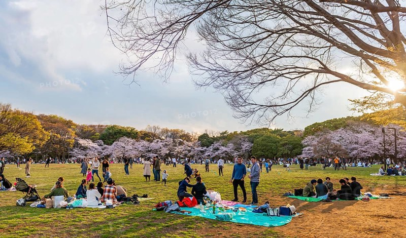 Japanese picnic under cherry blossoms in Yoyogi Park at Hanami Fest