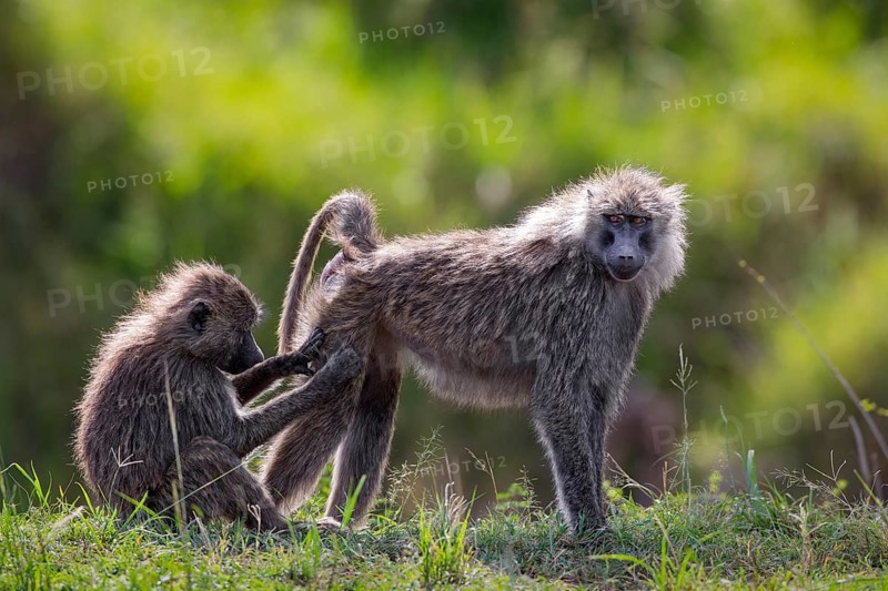 Two olive baboons (Papio anubis) mutual grooming