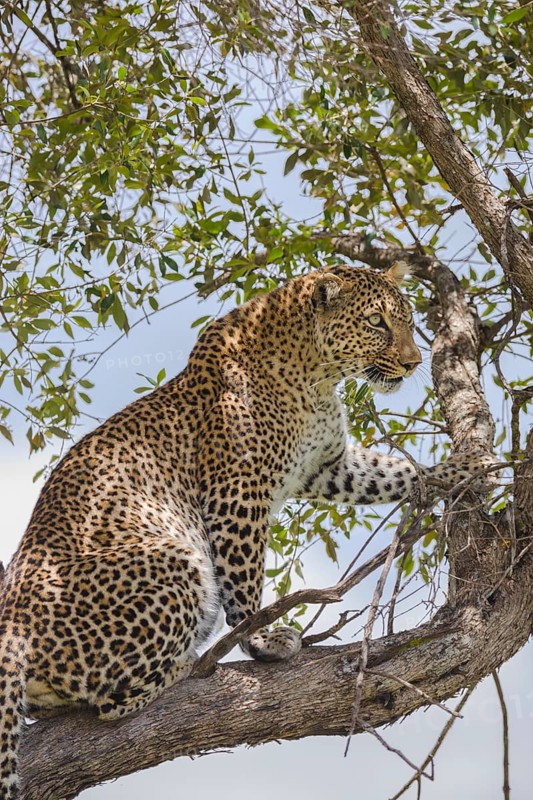 Leopard (Panthera pardus)