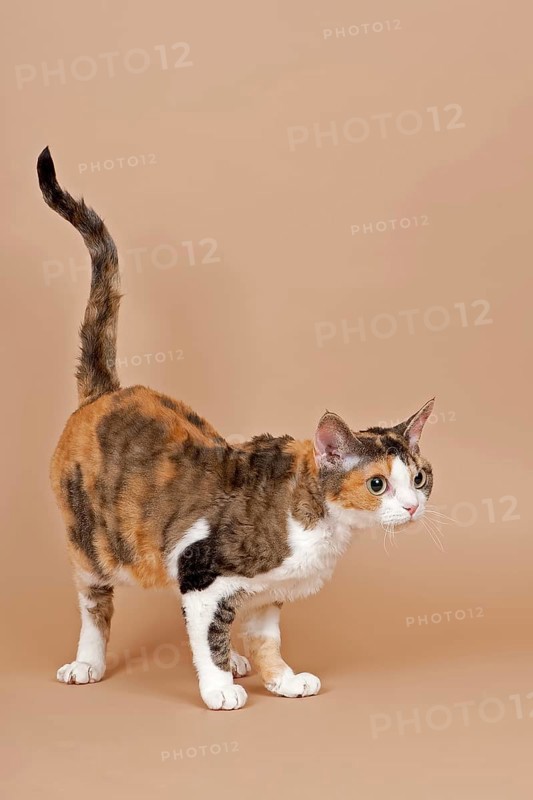 Devon Rex cat