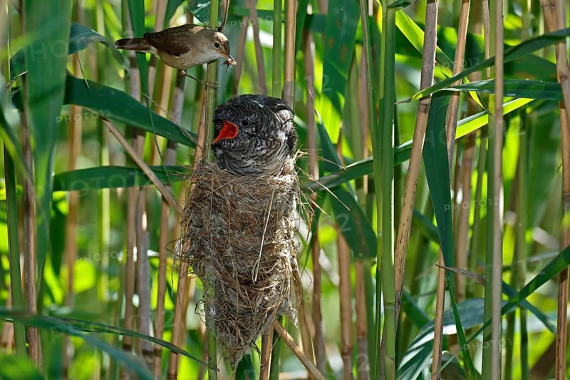 Cuckoo (Cuculus canorus)