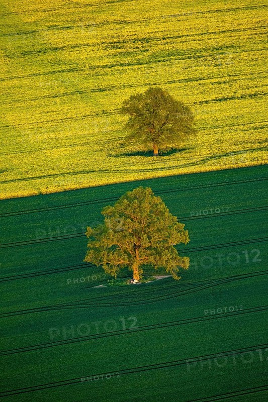 Trees in a green field and a flowering rape feed