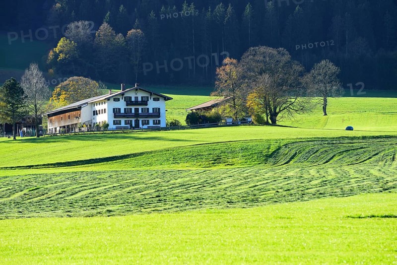 Mowed lawn