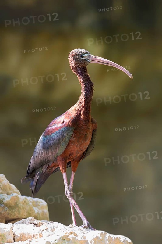 Glossy Ibis (Plegadis falcinellus)