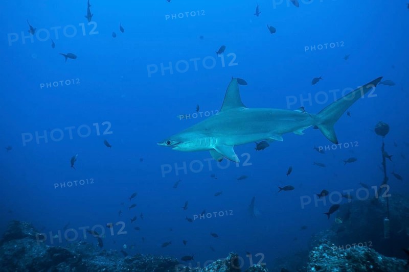 Scalloped Hammerhead (Sphyrna lewini)