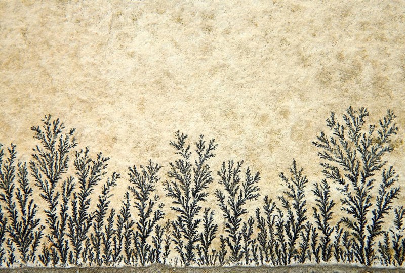 Dendrites in slabs of Solnhofen slate