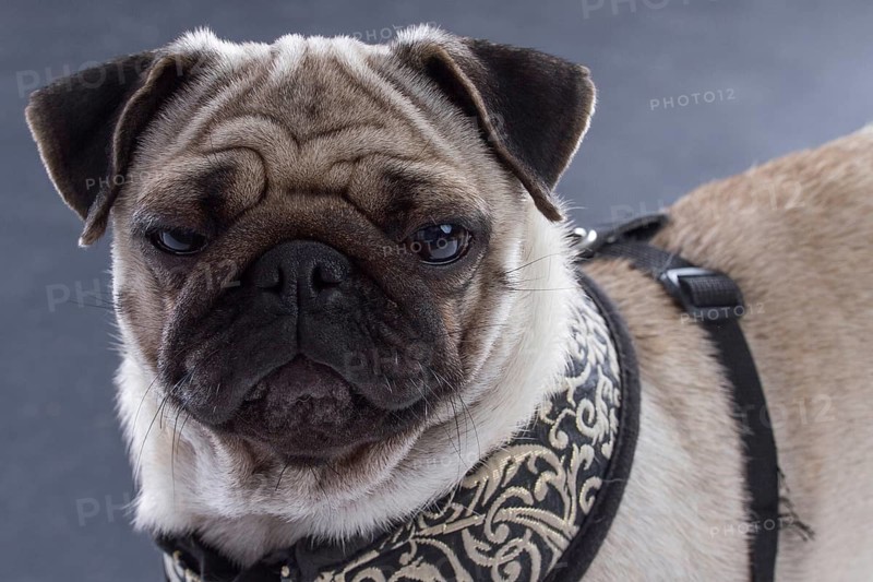 Pug