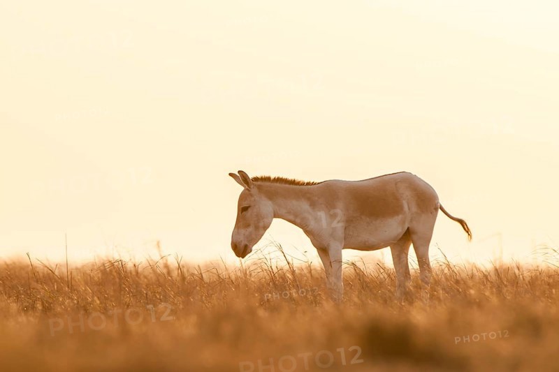 Onager or Asiatic wild ass (Equus hemionus)