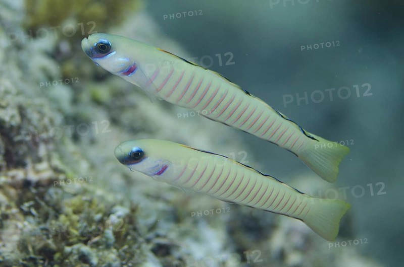 Zebra Dartfish (Ptereleotris zebra)