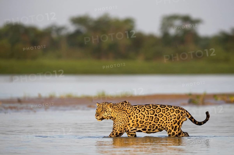 Jaguar (Panthera onca palustris) adult