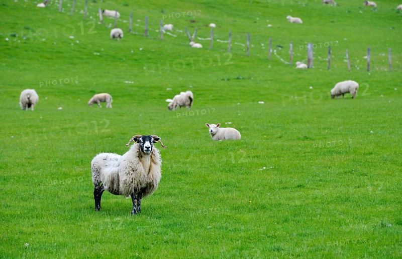 Sheep grazing in a meadow in the Highlands
