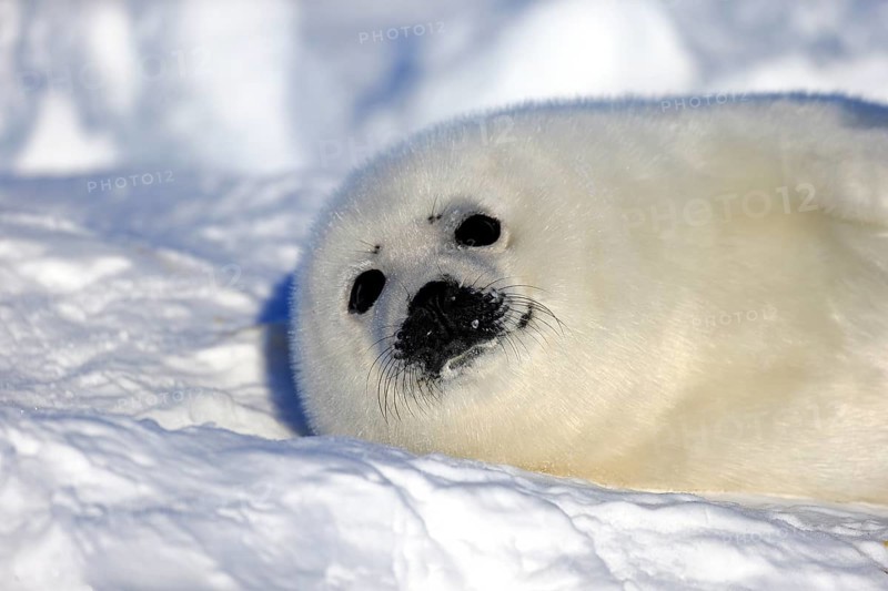 Harp Seal or Saddleback Seal (Pagophilus groenlandicus