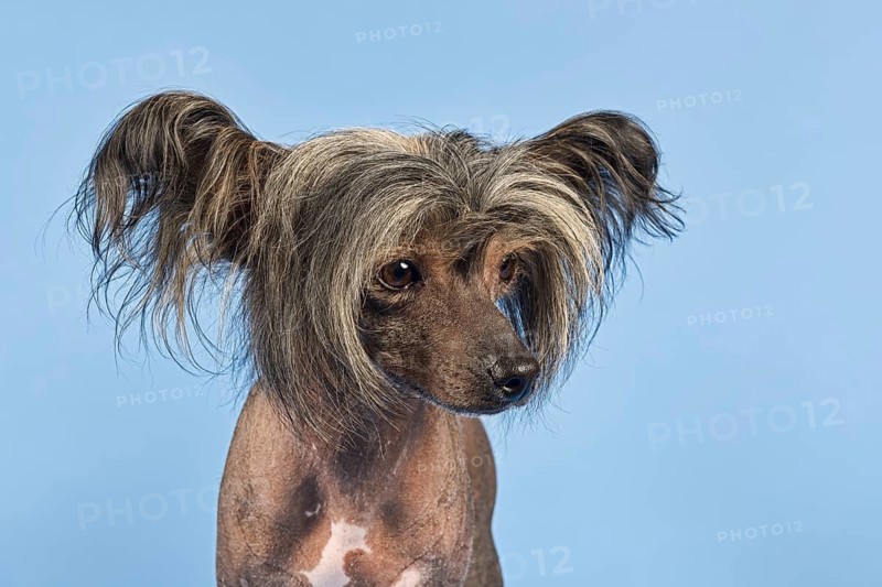 Chinese Crested Dog