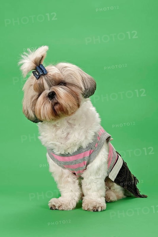 Shih-Tzu dog