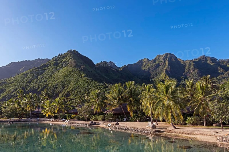 Palm grove in the lagoon