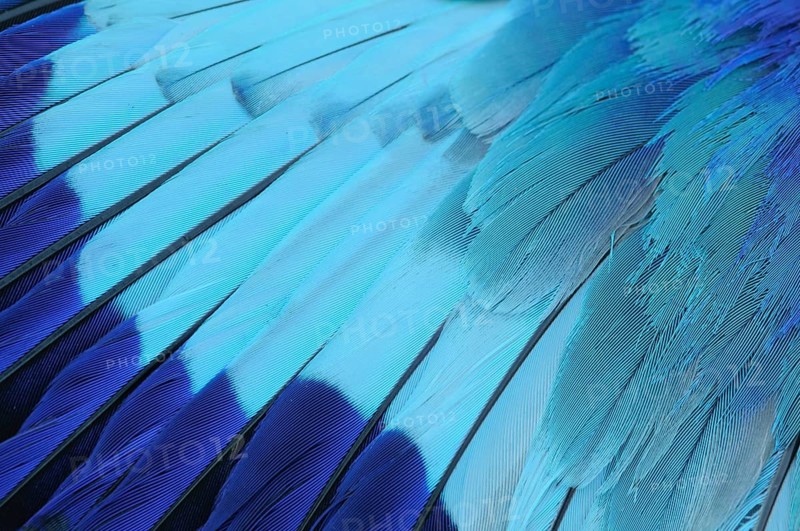 Wing of a Lilac-breasted Roller (Coracias caudata)
