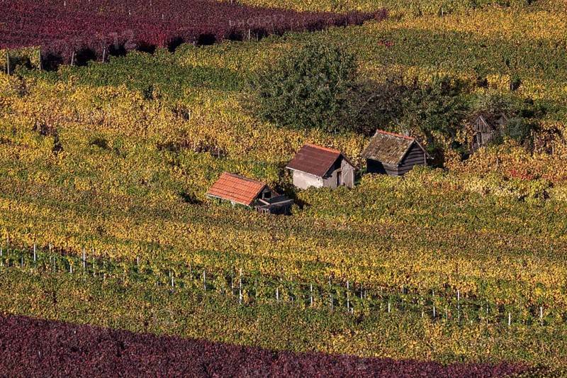 Vineyard in autumn colours