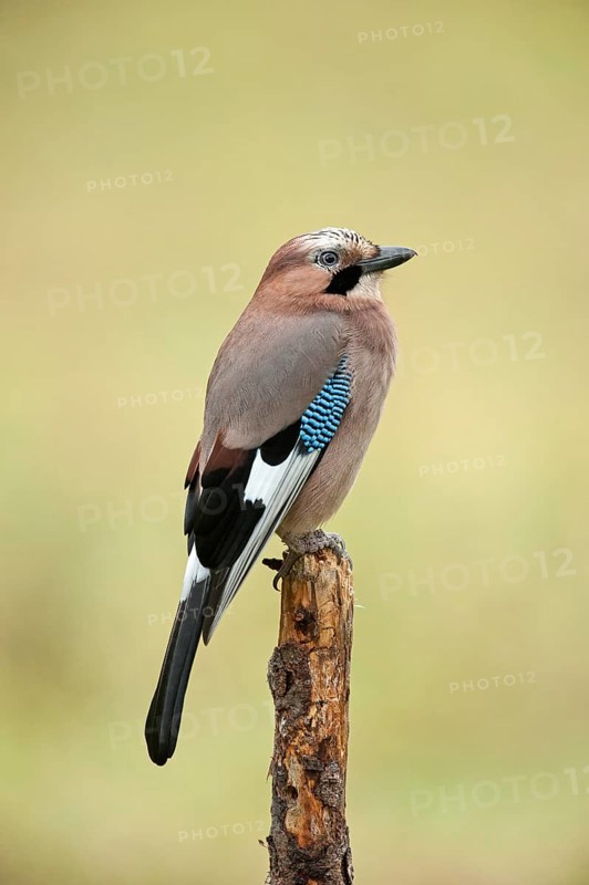 Jay (Garrulus glandarius)