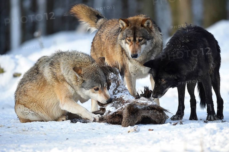 Two wolves feeding on the carcass of a wild boar