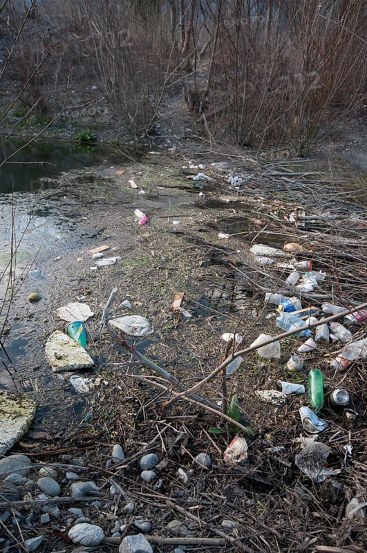 Polluted beaver dam