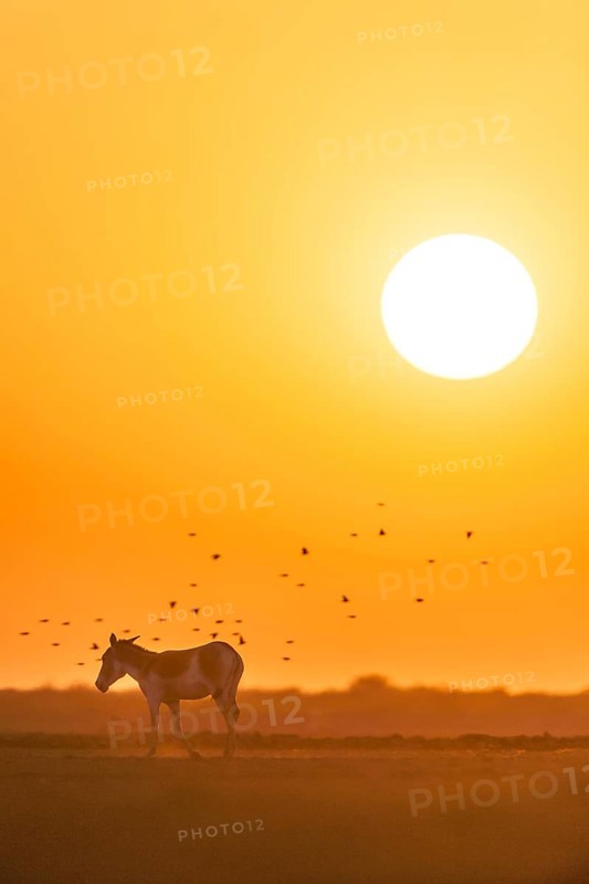 Onager or Asiatic wild ass (Equus hemionus)