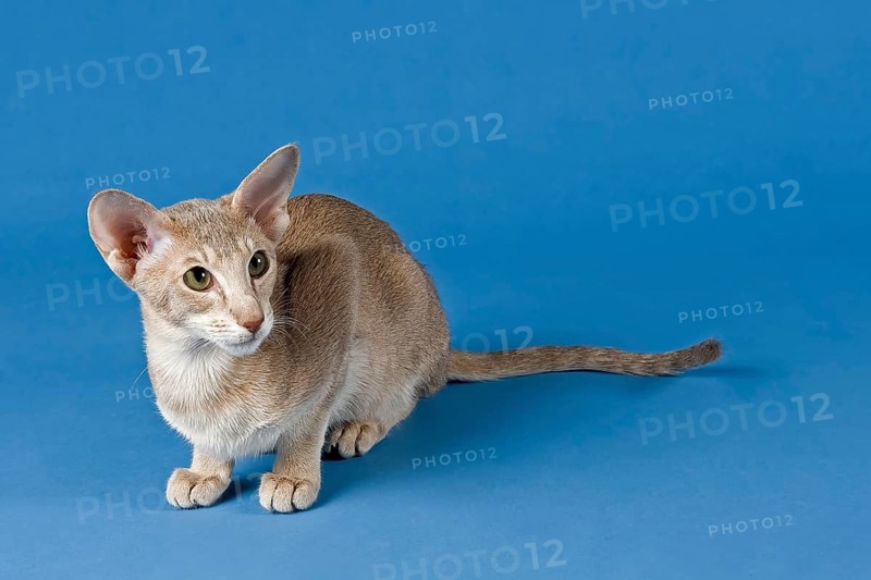 Oriental Shorthair cat