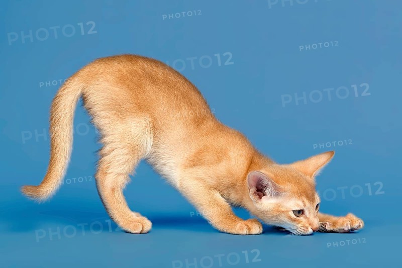 Abyssinian kitten