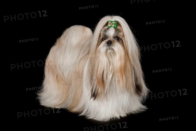 Shih Tzu