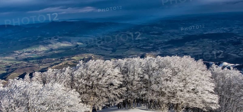 Trees covered in hoarfrost