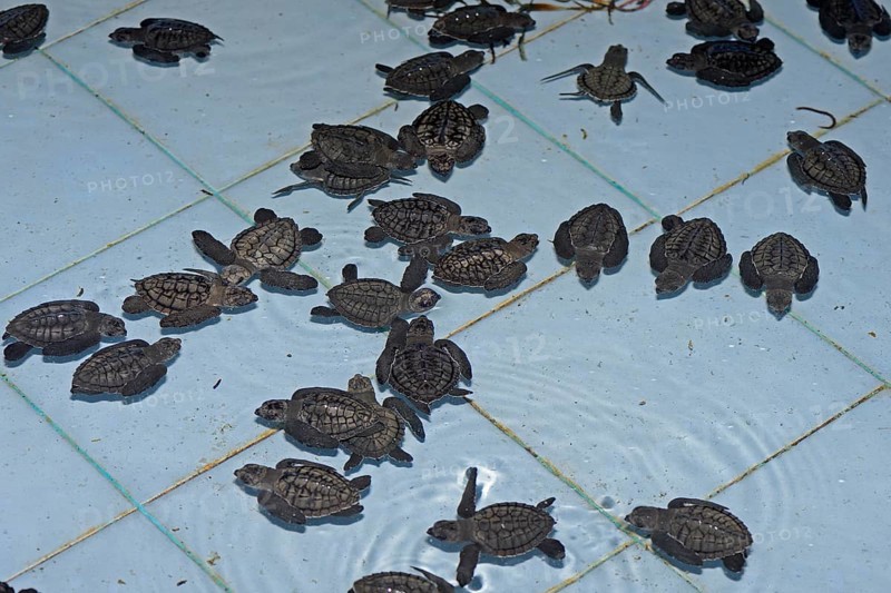 Olive ridley sea turtles (Lepidochelys olivacea) hatchlings