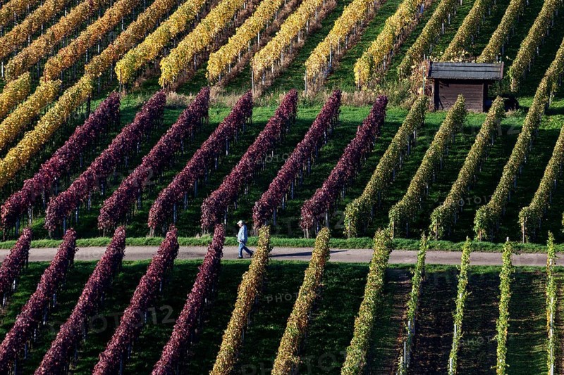 Vineyard in autumn colours