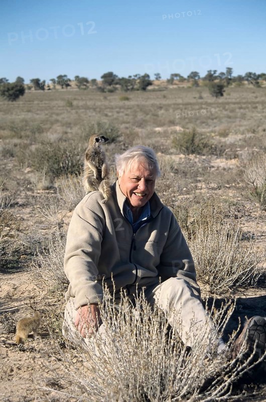 Sir David Attenborough with meerkat on shoulder for BBC series The Life of Mammals