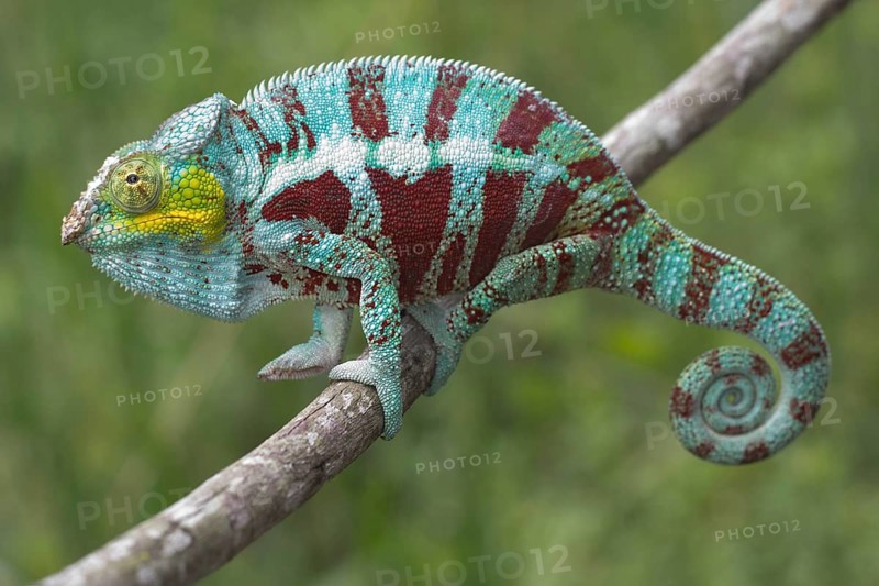 Panther Chameleon (Furcifer pardalis)