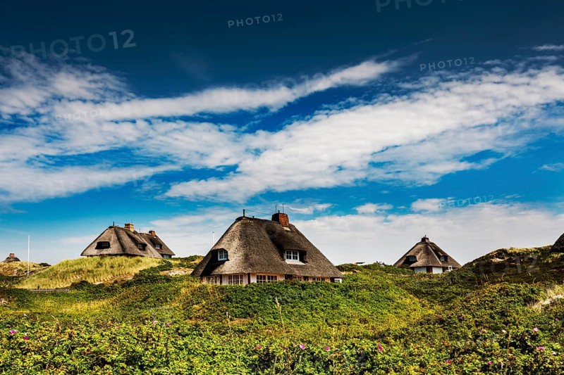 Thatched Frisian houses in the dunes
