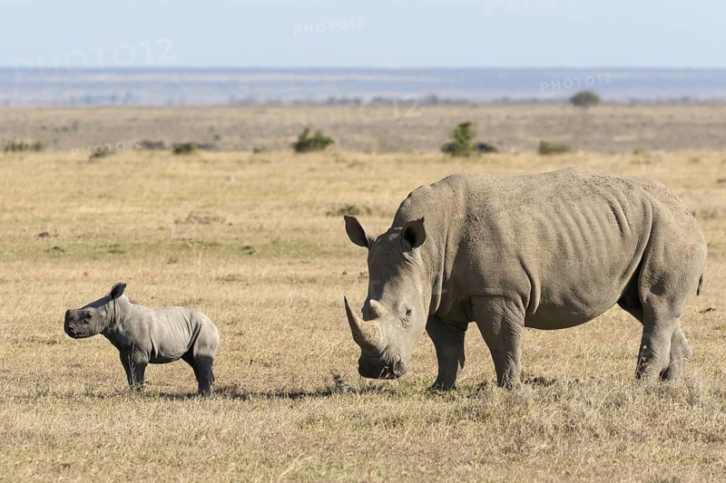 White Rhinoceros (Ceratotherium simum)