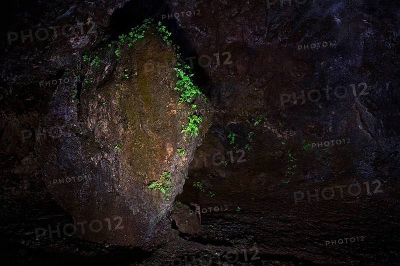 Maidenhair fern (Adiantum) grows underground on rocks