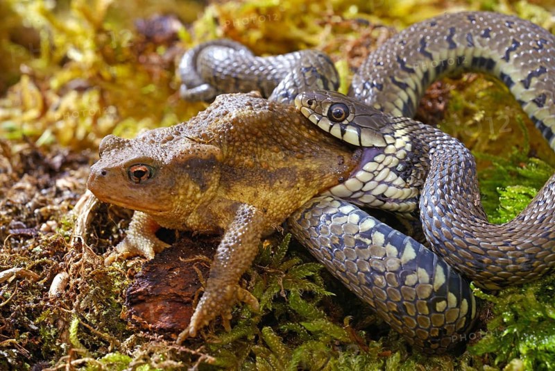Barred grass snake (Natrix helvetica)