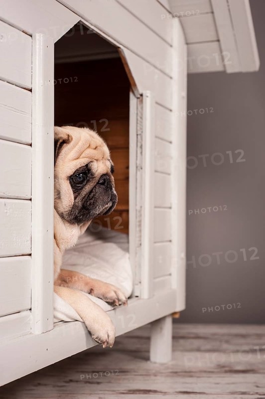 Beige pug lying in a kennel