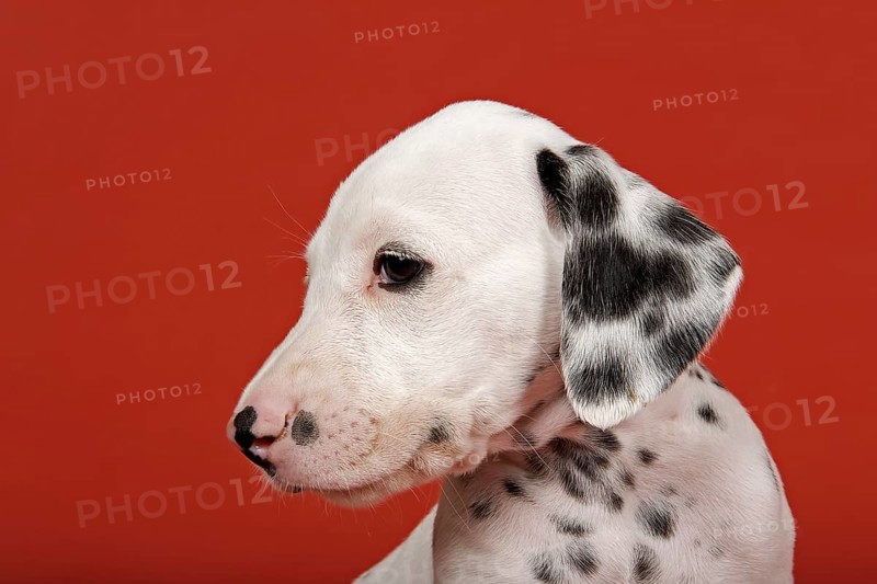 Dalmatian